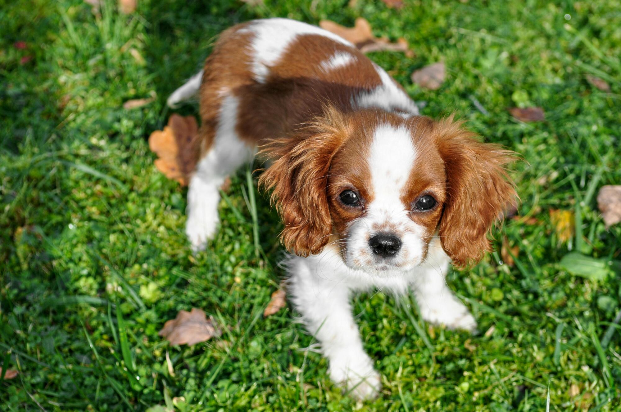 Pets in a Rental Property: How Columbus Landlords Can Prosper